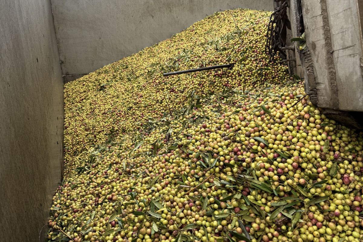 Arbosana olives in Córdoba, Spain, January 2026.jpg